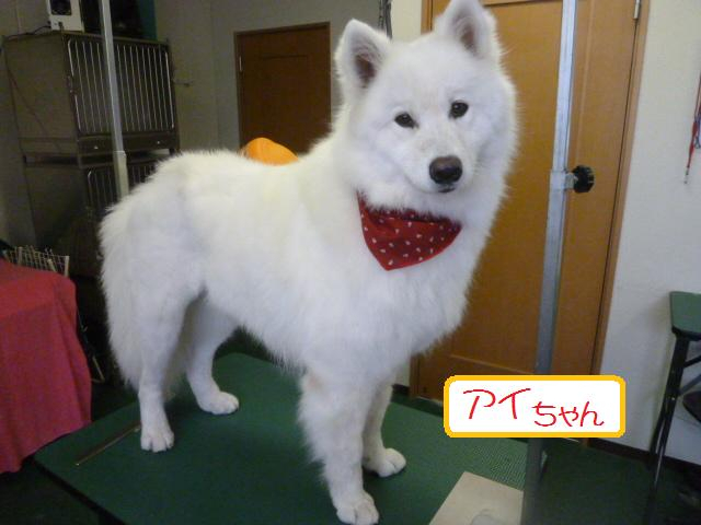 わんclick!! わんこの種 : 久しぶりのサモエド兄妹